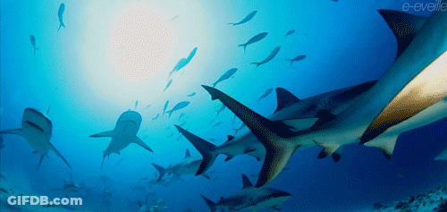 Shark School Swarming Ocean GIF