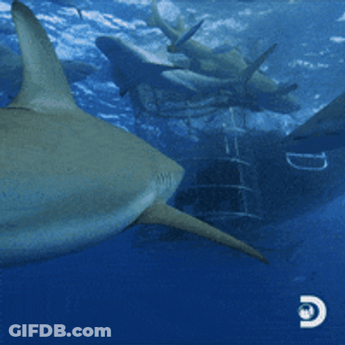 Shark School Swimming Near Cage GIF