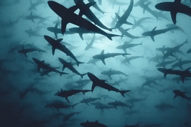Shark Swarm Swimming Under Ocean GIF