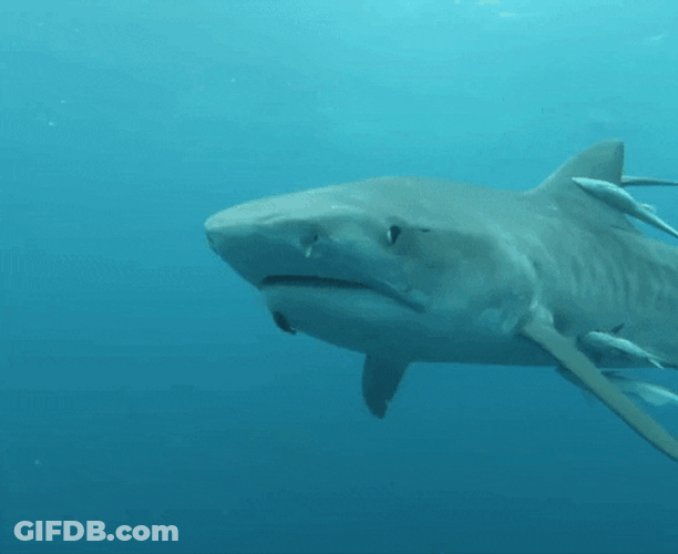 Shark Swimming Attack Bite GIF