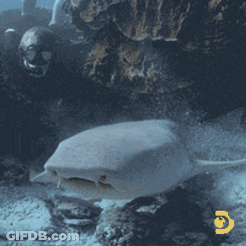 Shark Swimming Away From Diver GIF