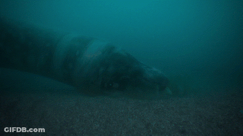 Shark Swimming In Dark Blue Water GIF