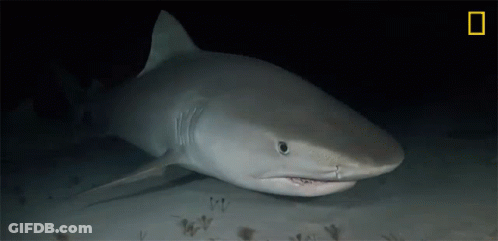 Shark Swimming In Darkness GIF