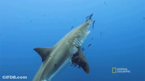 Shark Swimming In Ocean GIF