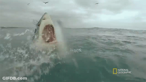 Shark Swimming In Ocean GIF