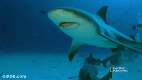 Shark Swimming In Ocean GIF