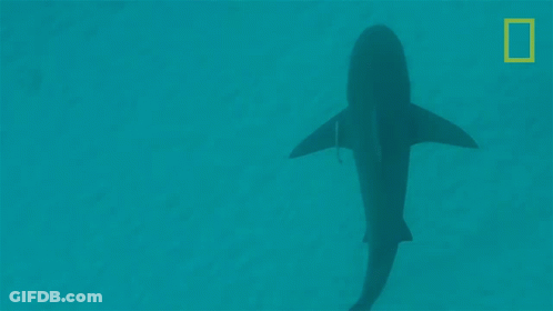 Shark Swimming In Ocean GIF