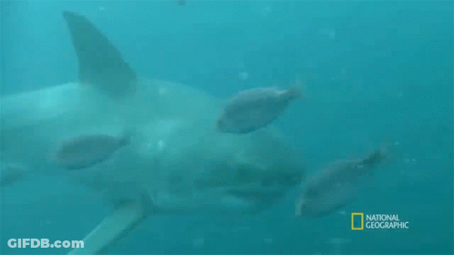 Shark Swimming In Ocean GIF