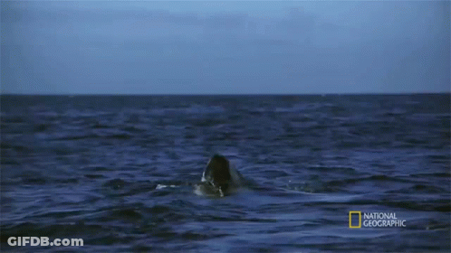 Shark Swimming In Ocean GIF