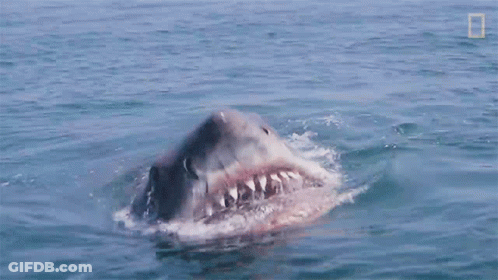 Shark Swimming In Ocean GIF