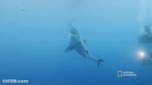 Shark Swimming In Ocean GIF