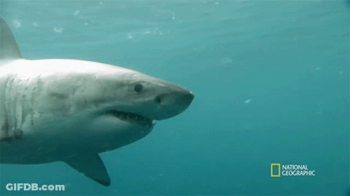 Shark Swimming In Ocean GIF