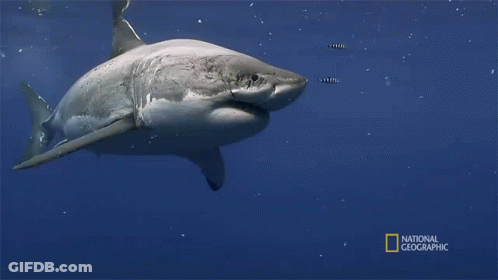 Shark Swimming In Ocean GIF