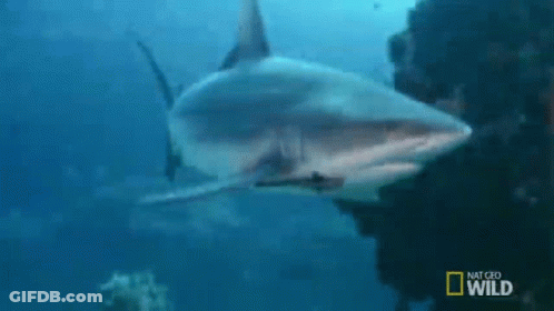 Shark Swimming In Ocean GIF