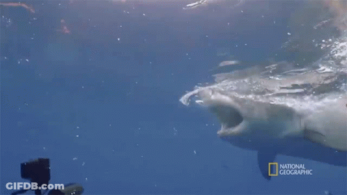 Shark Swimming In Ocean GIF