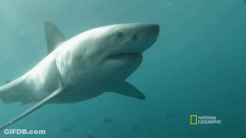 Shark Swimming In Ocean GIF