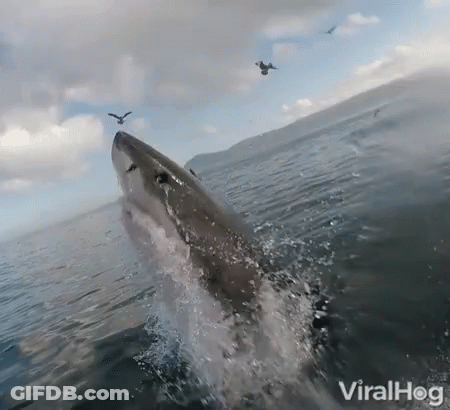 Shark Swimming In Ocean With Flying Birds GIF