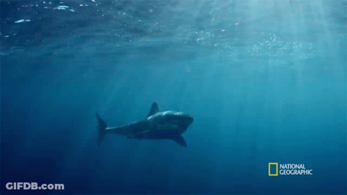 Shark Swimming In Ocean GIF