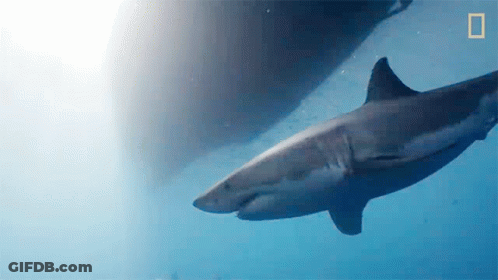 Shark Swimming Near Boat GIF