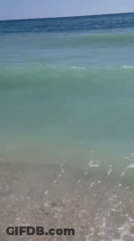 Shark Swimming Near Rocky Shore GIF