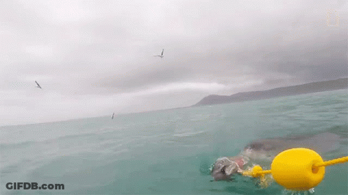 Shark Swimming Near Yellow Buoy GIF