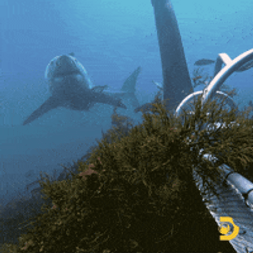 Shark Swimming Passing By Under Sea GIF