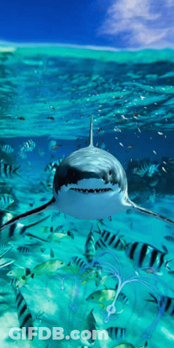 Shark Swimming With Fish GIF