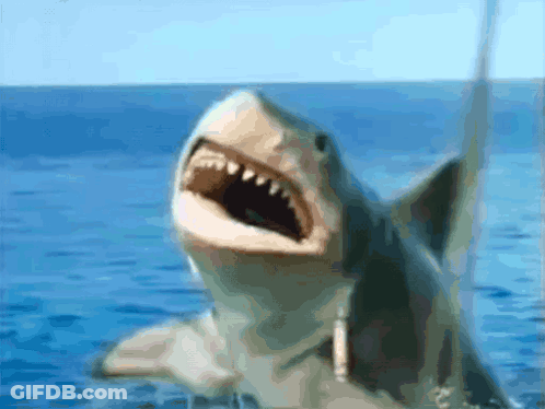 Shark Swimming With Mouth Open GIF