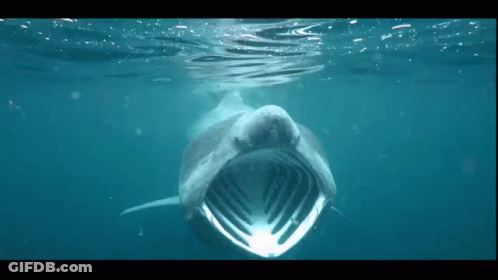 Shark Swimming With Mouth Open GIF