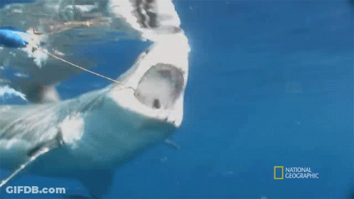 Shark Swimming With Rope GIF