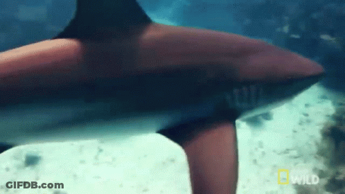 Shark Tail In Ocean GIF