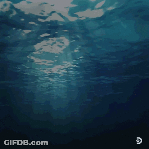 Shark Week GIF