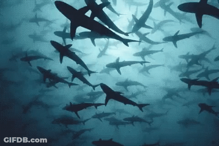 Shark Week All Around GIF