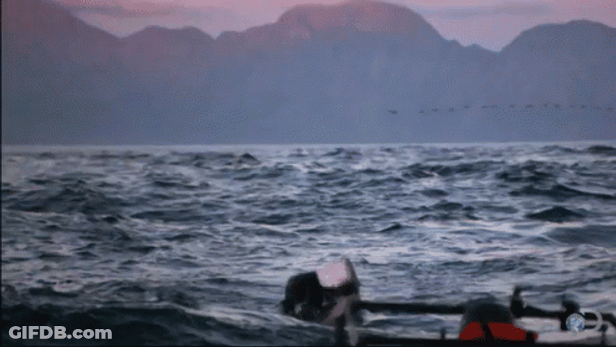 Shark Week Ate Human GIF