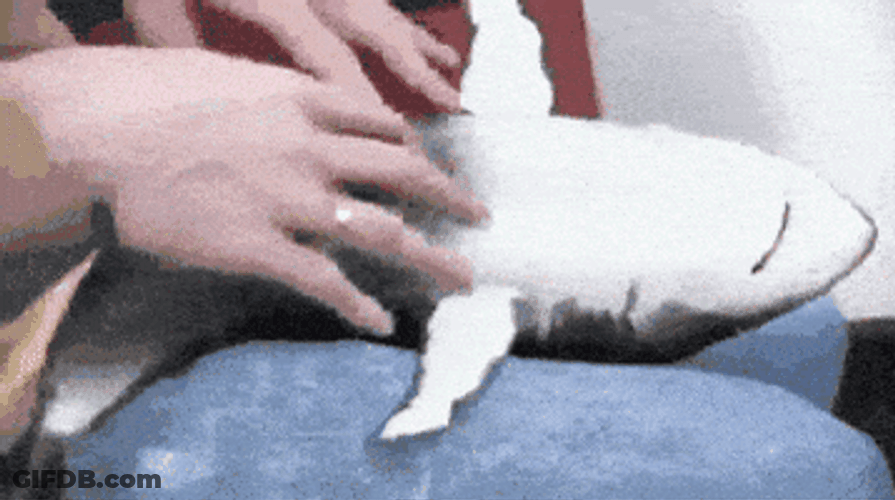 Shark Week Getting Tickles GIF