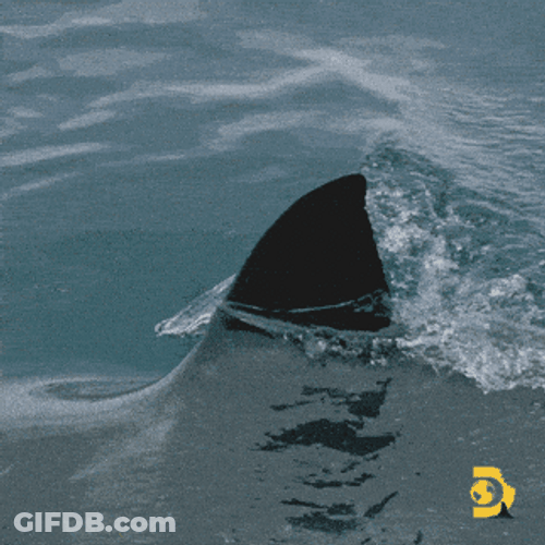 Shark Week Is Just Around The Corner GIF