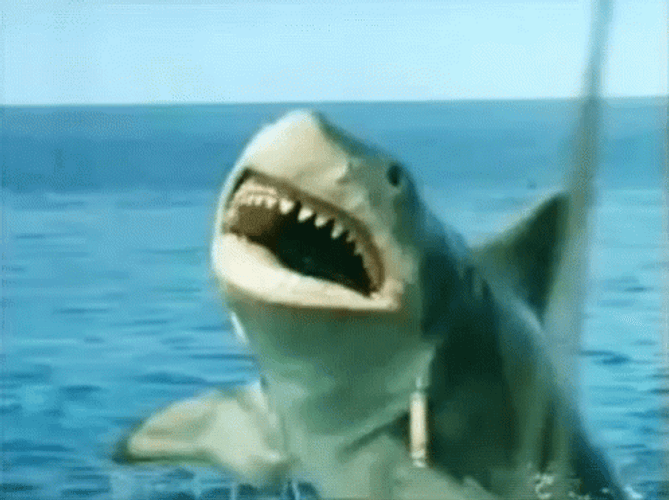 Shark Week Jump Out Of The Water GIF
