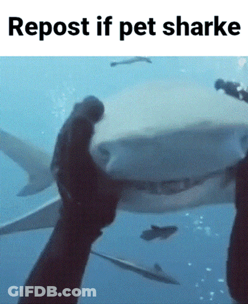 Shark Week Pet Cute Shark GIF