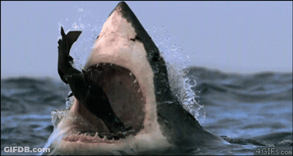 Shark Week Sharks Eats Smaller Fish GIF