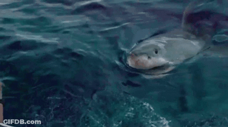 Shark Week Wants To Bite GIF