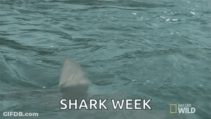 Shark Week Watch Out GIF
