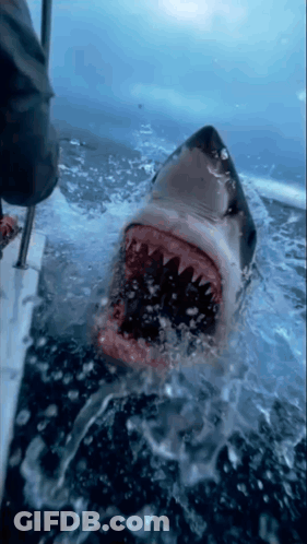 Shark With Mouth Wide Open GIF
