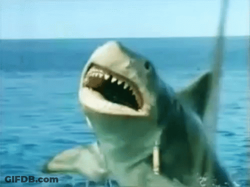 Shark With Open Mouth In Ocean GIF