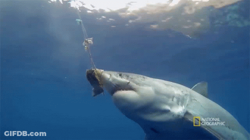 Shark With Rope Saying National Geographic GIF