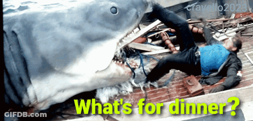 Shark With What's For Dinner GIF