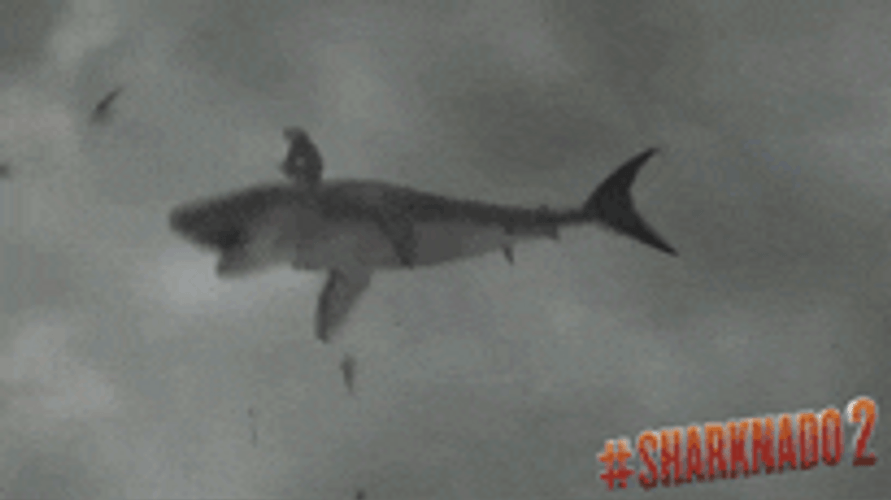 Sharknado Shark On Top Of Building GIF