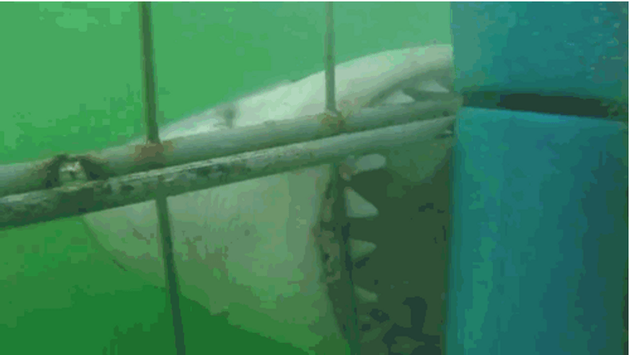 Sharks Big Jaws GIF
