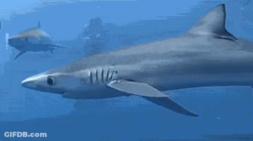 Sharks Swimming In Ocean With Diver GIF
