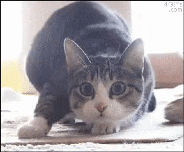 Shaw Cat Shaking Wiggle GIF