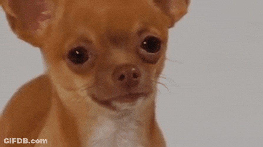 Shawty Crying Dog Bae GIF